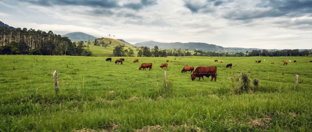 Agriculture investors are expected to target beef farms in 2016.