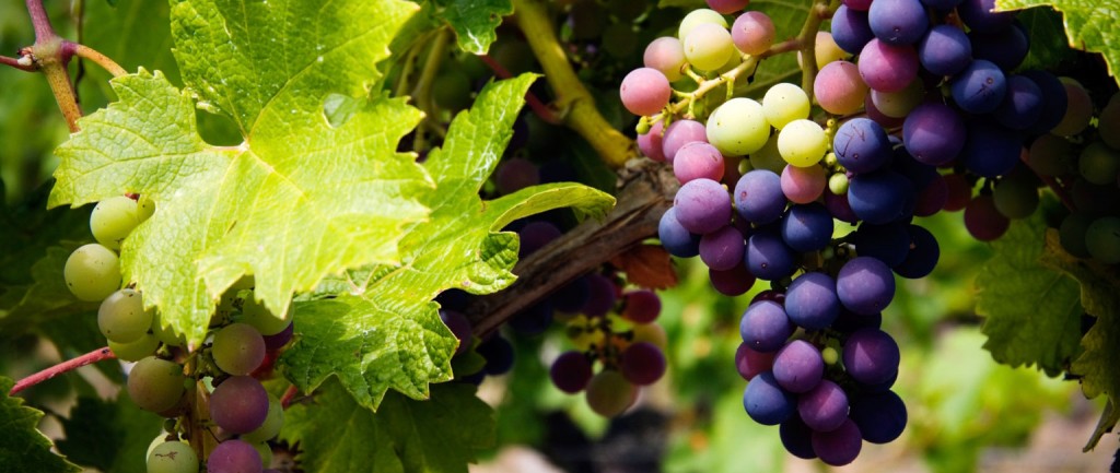 Here’s cheers: good news for Barossa vineyards