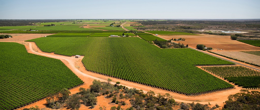 One of the Littore wineries in Mildura is among the portfolio for sale
