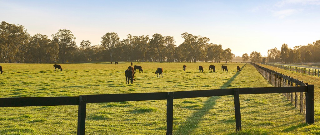 The Morningside facility in Nagambie has yielded two Melbourne Cup winners
