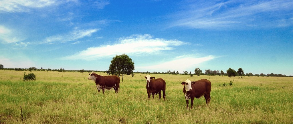 Gunn Agri Partners have bought three cattle stations in Queensland.
