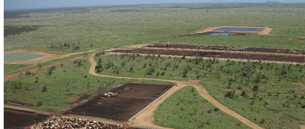 Clermont farms cotton onto renewed interest