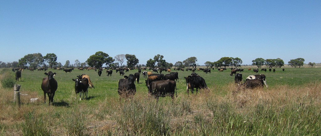 A Goulburn Valley dairy farm owned by Rendell Dairies is to be sold.
