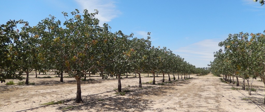 ‘The Pistachio Farm’ is for sale in Victoria’s Wimmera region.
