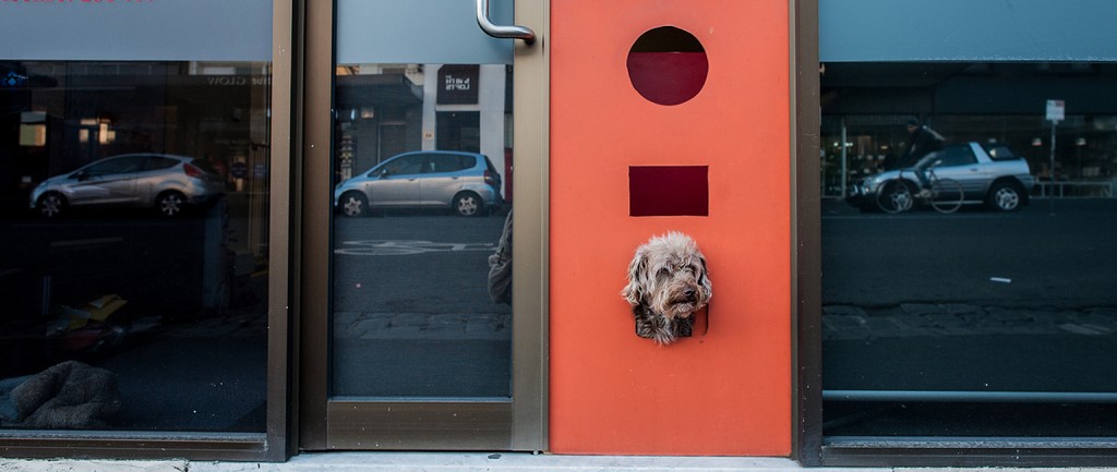 VIDEO: Terriers and trees the next big things in offices