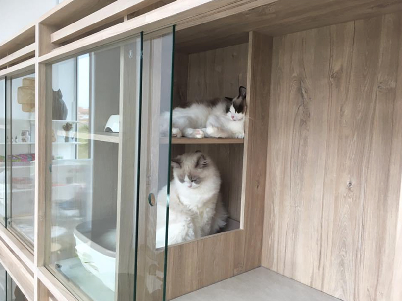 The Nekoya Cat Hotel in Singapore. Picture: Nekoya Cat Hotel
