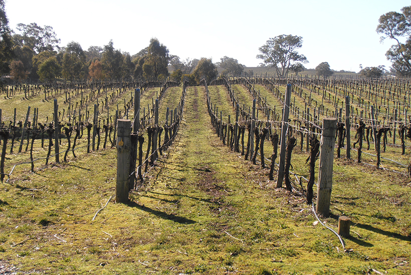 Warwick Estate Winery is on the market.