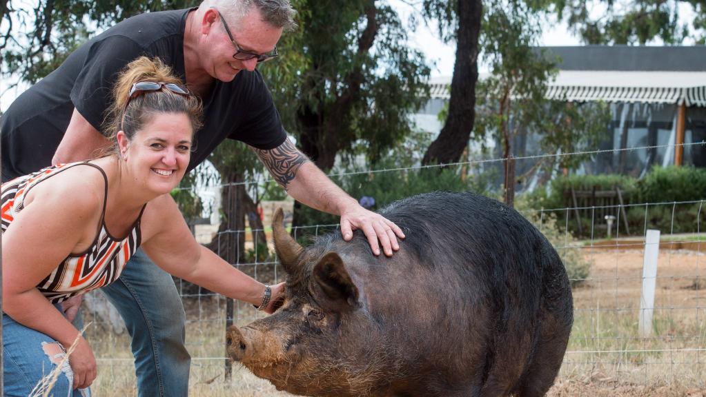 Steve and Lyndal Both with one of their Berkshire pigs. Picture: Jay Town.
