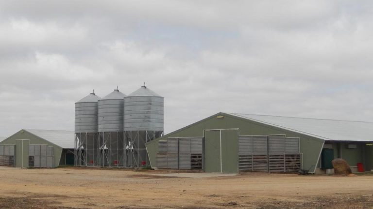 Egg producer no chicken in broiler farm buy