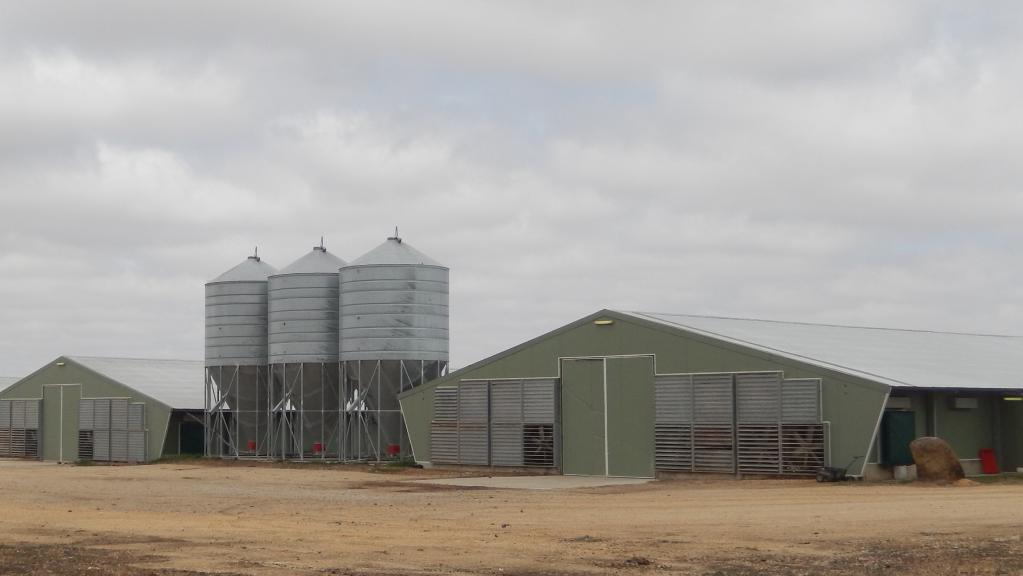 Egg producer no chicken in broiler farm buy