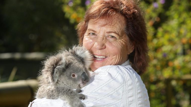 Barwon Heads koala sanctuary on prowl for new home