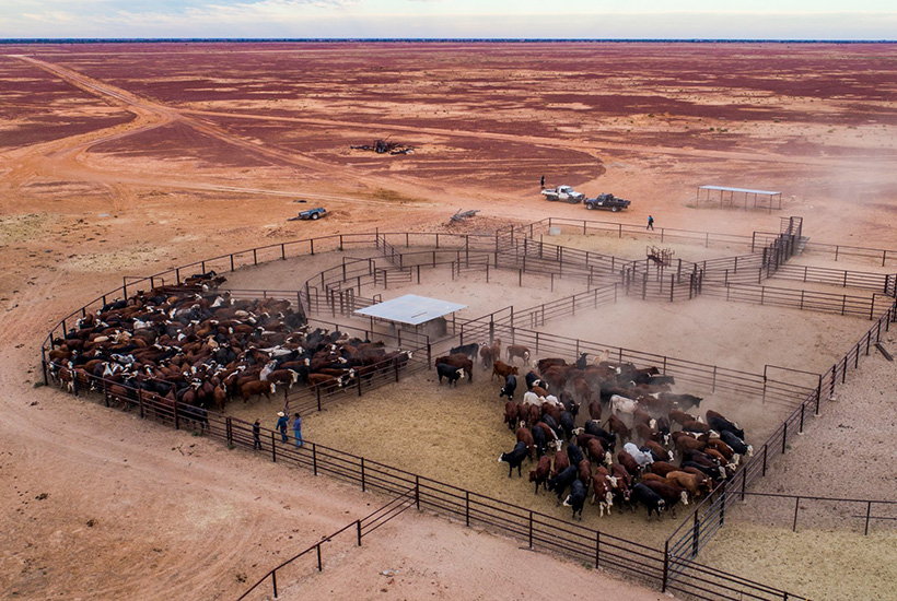 Australia’s second largest cattle station for sale