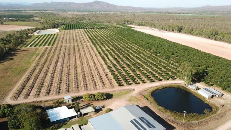 Queensland avocado and lime farm the perfect property salsa