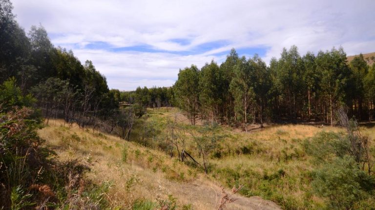 Victorian blue gum plantation could pay for itself
