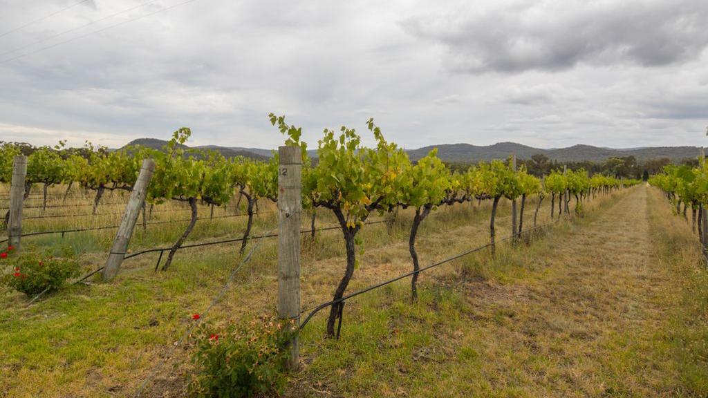 Queensland winery ripe for your picking