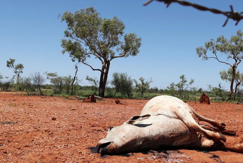 North Queensland farmers have been ravaged by floods.