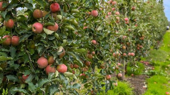 Take your pick from six apple varieties at the Moorooduc apple orchard.