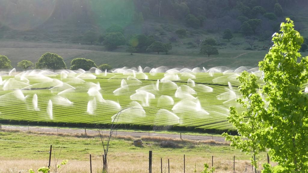A flourishing green tea plantation is for sale at 95 Quins Gap Rd, Bright.