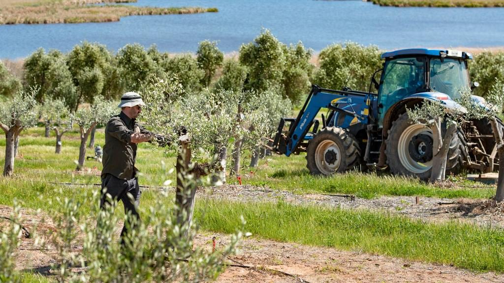 The Australian Olive Company, on Clayton Road, Finniss, is up for sale.