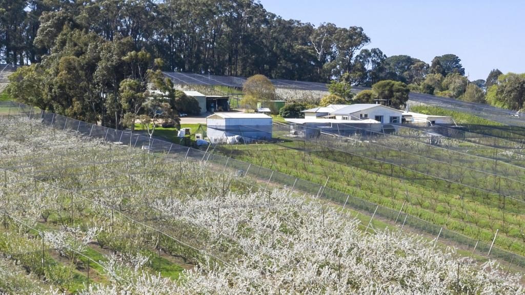 61-69 Prossors Lane, Red Hill has more than 3000 cherry trees.