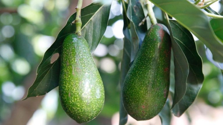 Avo dream to own a Gold Coast avocado farm and restaurant?