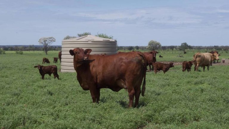 ‘Safe havens’: Rural farming properties attract top dollar