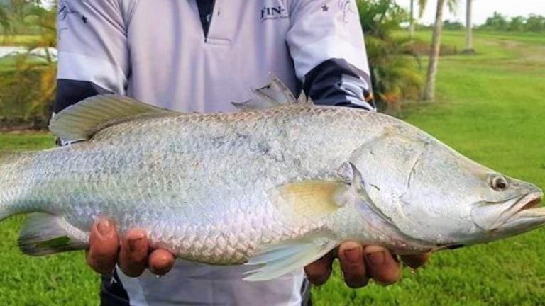 Put a line into $1.5m Mission Beach barramundi farm