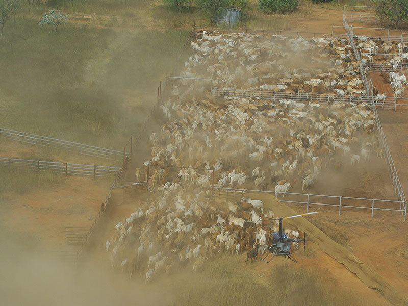 Australian farming families have bought several large cattle stations this year. Picture: Ray White