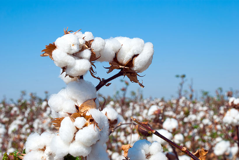 Two cotton farms on Queensland-NSW border could fetch up to $25m