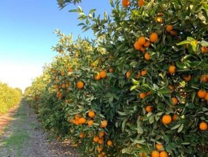 Citrus Orchard in South Australia’s riverland ripe for the picking