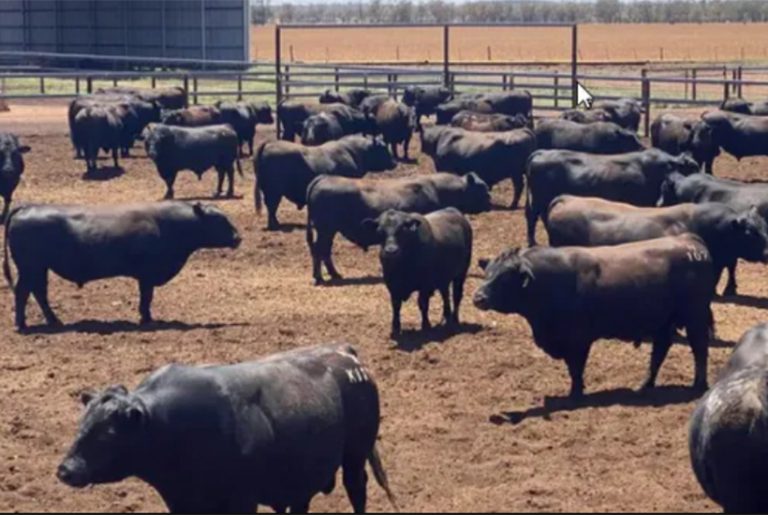 Bidgel Grazing Co buys the Bradstreet family’s Dalkeith Station