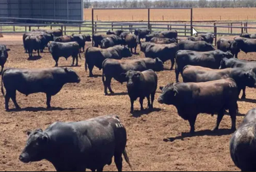 Angus bulls at Dalkeith Station in the Flinton/Teelba region east of St George.  Picture: News Corp/supplied
