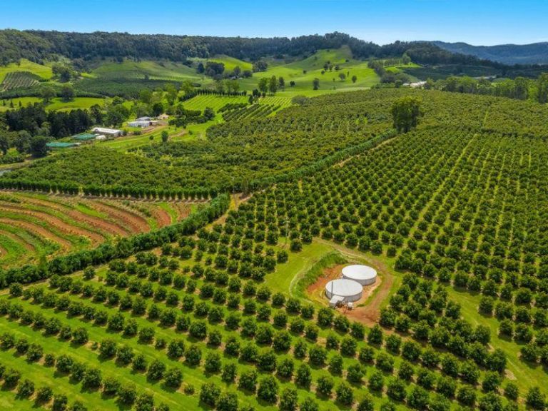 Avocado farm in Mountain Top with over 14k trees up for sale