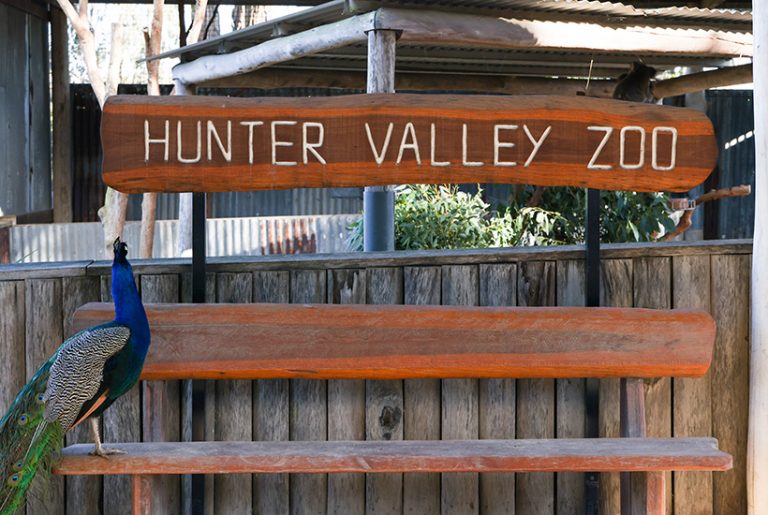 Investors snap up joint stake in Hunter Valley Zoo for under $10m
