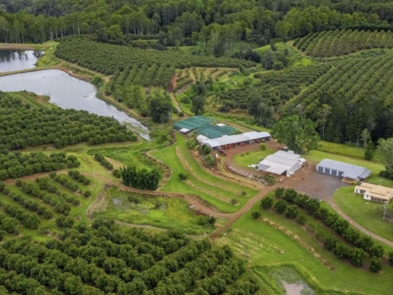 Millennials’ dream: property with 14,000 avocado trees sells for over $14 million