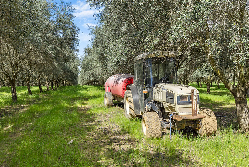Esmond Olives which has 12,000 olive trees is currently on the market. Picture: realestate.com.au/buy
