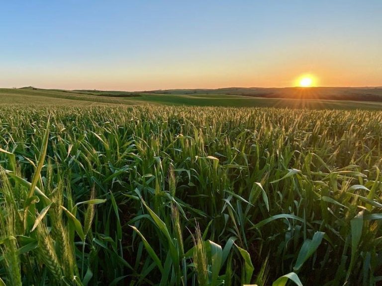 Eyre Peninsula cropping farm hits the market after four generations in one family