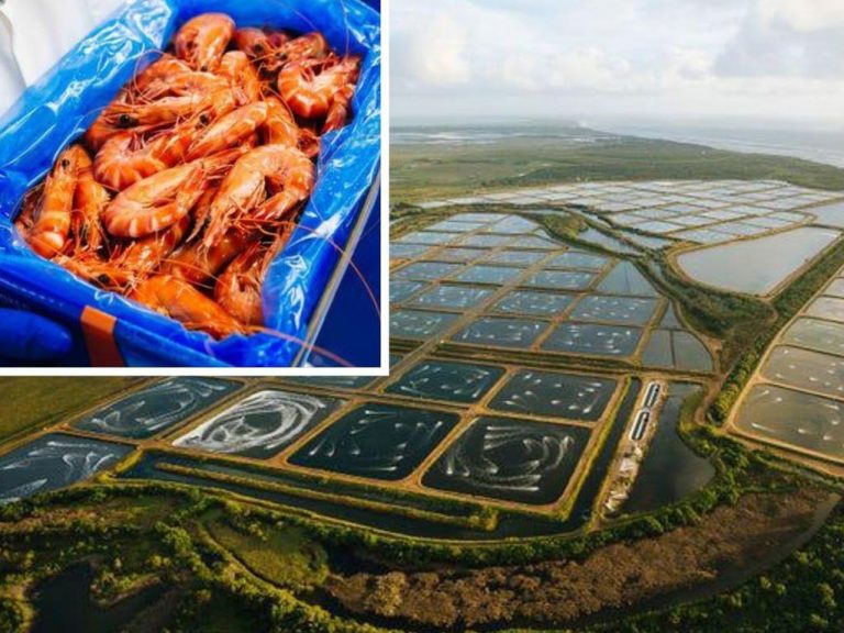 Massive Qld tiger prawn farm sold