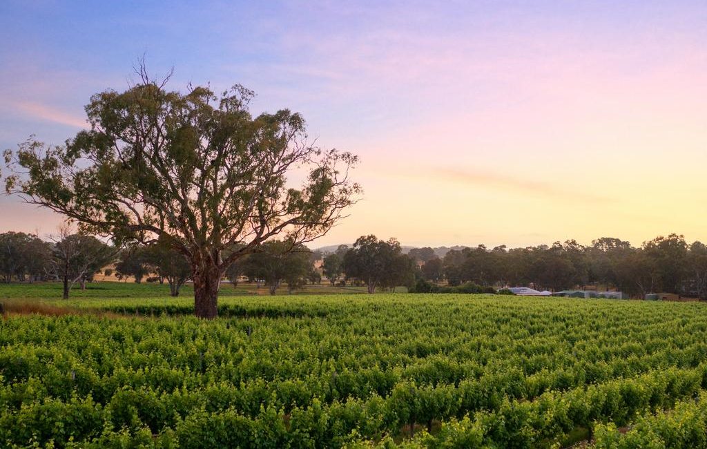 Premium vineyard in Adelaide Hills ripe for picking