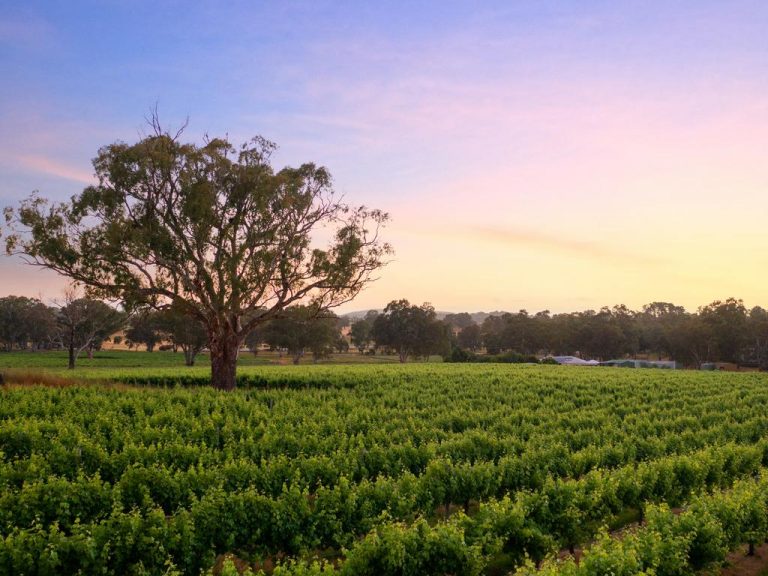 Premium vineyard in Adelaide Hills ripe for picking