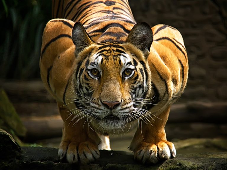 Chinese New Year of the Tiger: Confident buyers ambush property prey