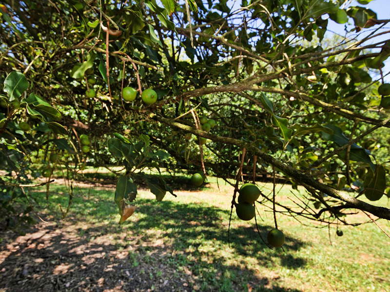 Two Byron Bay macadamia farms are whetting a thriving appetite for these popular nuts. Picture: realcommercial.com.au/for-sale