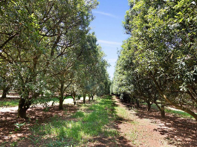 Nutcracker suite Buyers Eye Macadamia Farms as Nut Focus Grows