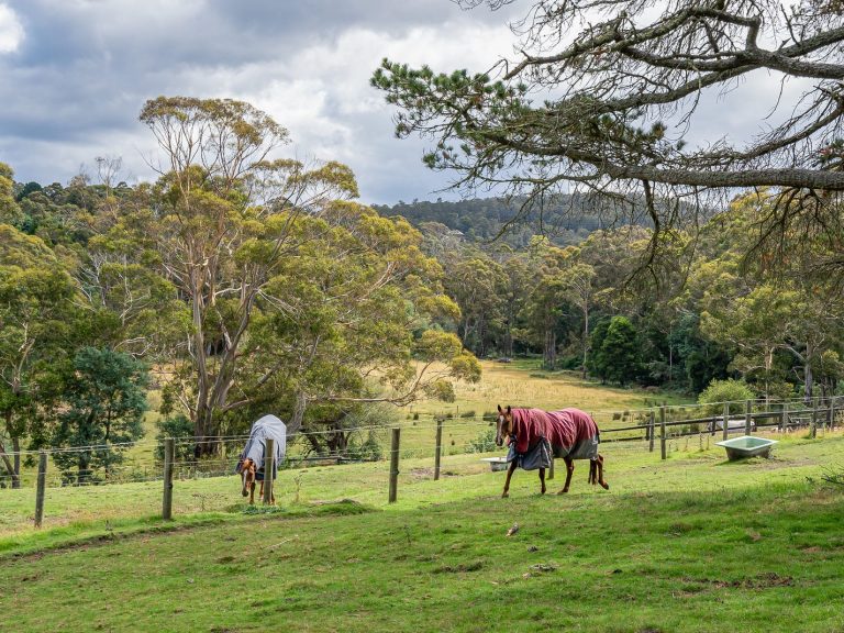 Horse riders trot towards Tasmanian agistment property