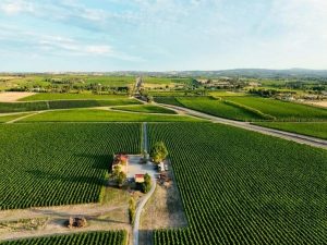 Premium McLaren Vale winery Shingleback is up for sale