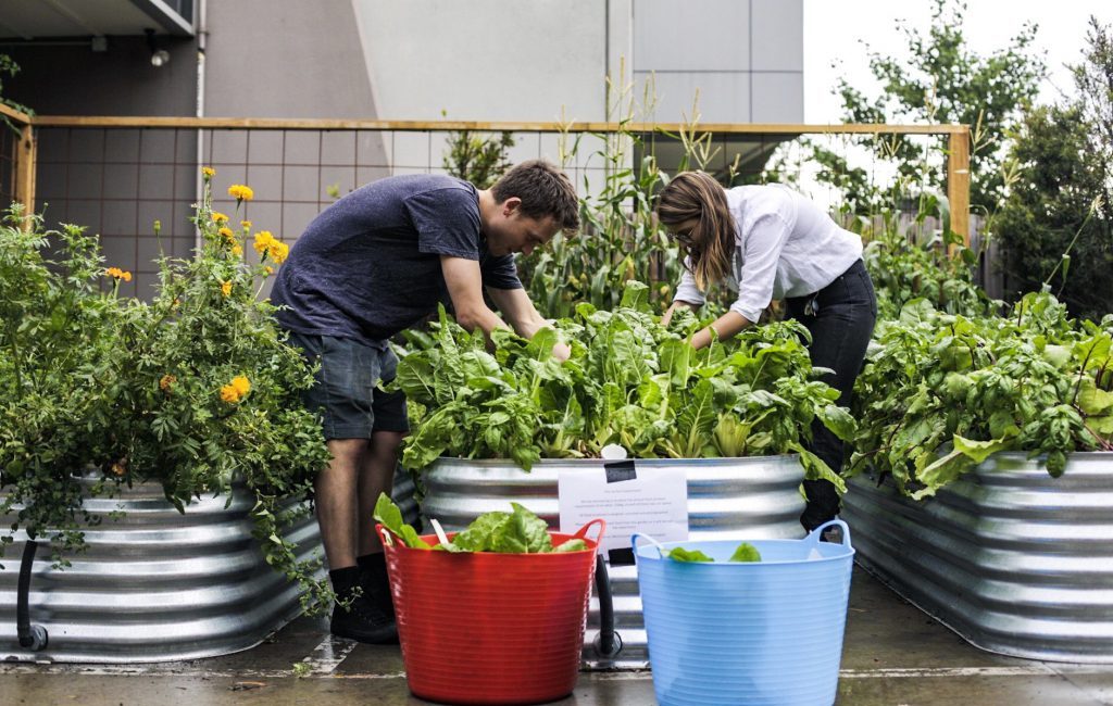 Office greenery is now flourishing further to include sowing edibles. Picture: Melbourne Skyfarm
