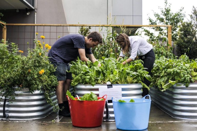 How to: Grow edibles in the office