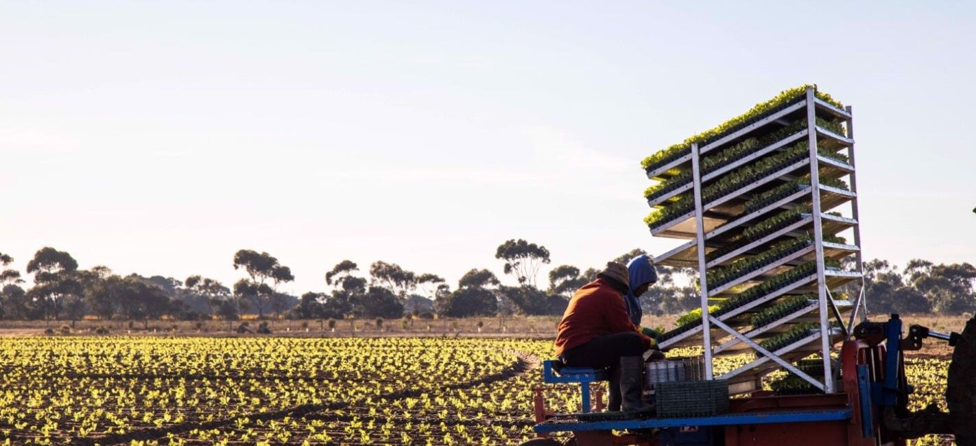 Swanport Harvest supplies lettuces to Woolworths, IGA and Foodland. Picture: realcommercial.com.au/for-sale