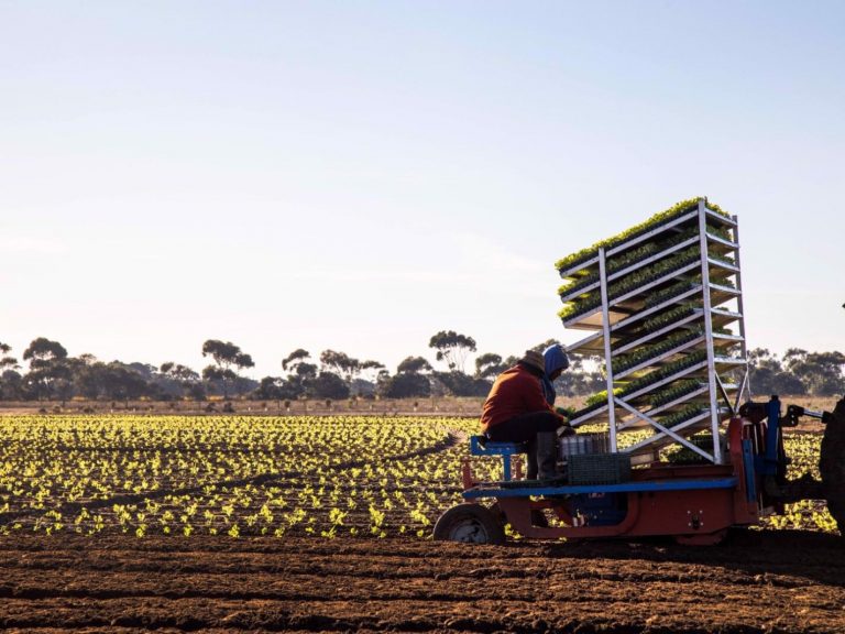 Investors swoop on iconic SA lettuce farm