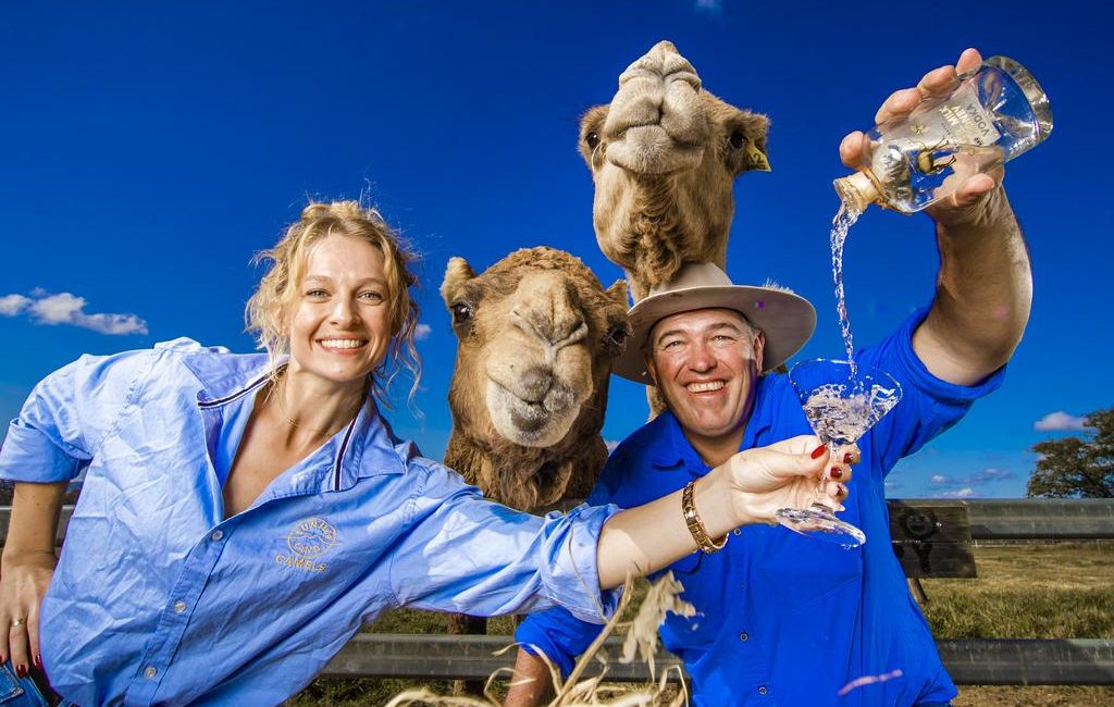 Camel farm the size of Paddington sells to cannabis farmer